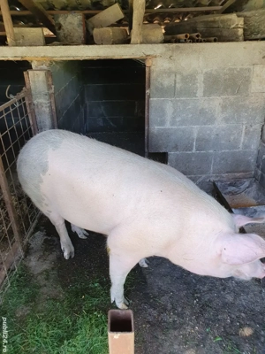 porc de vânzare  - imagine 4 porc de vânzare  - imagine 4