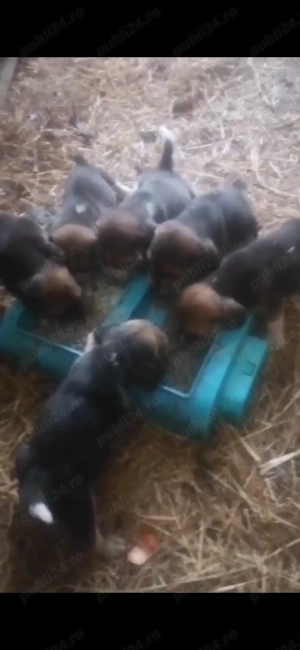 Beagle de vânzare  - imagine 3