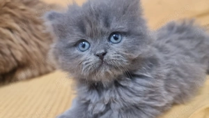 Vând pui pisica persan - imagine 3