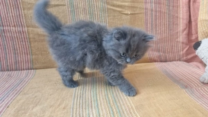 Vând pui pisica persan - imagine 2