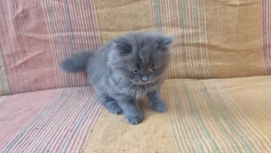 Vând pui pisica persan - imagine 4