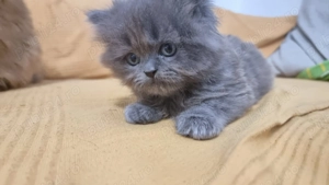 Vând pui pisica persan