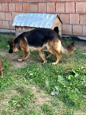 Donez caine de rasa Ciobanesc German