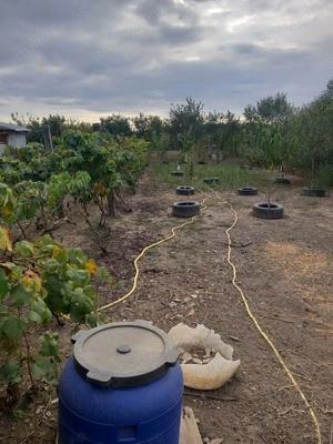 Casa de vânzare Pischia - imagine 7 Casa de vânzare Pischia - imagine 7