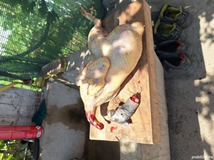 se vand animale si pasari de curte - imagine 2