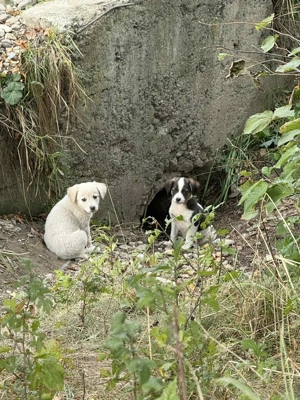 Ingerași cu blăniță caută casă 