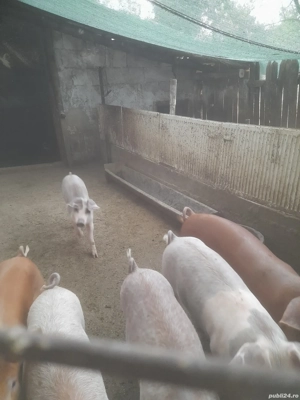 vind purcei - imagine 2 vind purcei - imagine 2