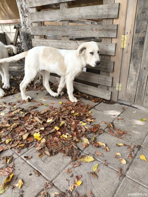 Ciobanesc de bucovina - imagine 2 Ciobanesc de bucovina - imagine 2