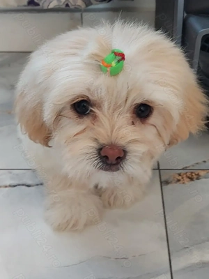 Vând 2 fetițe bichon maltez alb cu crem