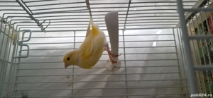 canari timbrado - imagine 4