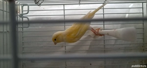 canari timbrado - imagine 2