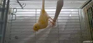 canari timbrado - imagine 3