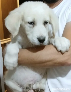 Ciobanesc de bucovina - imagine 3 Ciobanesc de bucovina - imagine 3