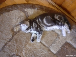 Pui british short hair silver tabby top  - imagine 4 Pui british short hair silver tabby top  - imagine 4