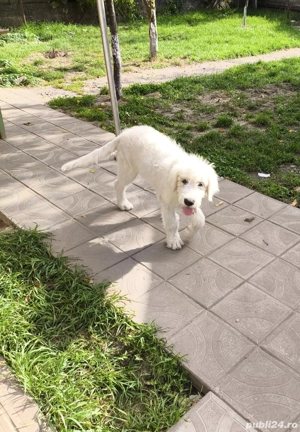 cateluse Ciobanesc de Bucovina