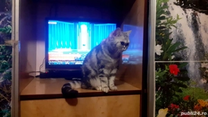 Pui british short hair silver tabby - imagine 5