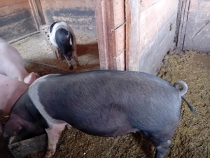 Vier de vanzare - imagine 3