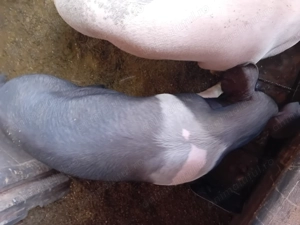 Vier de vanzare - imagine 4