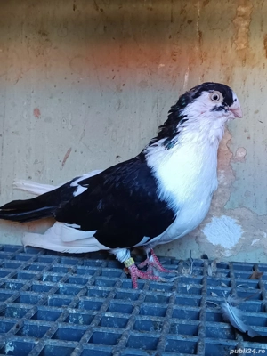 porumbei Jucatori de Galati - imagine 4