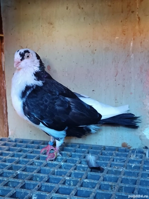 porumbei Jucatori de Galati - imagine 5