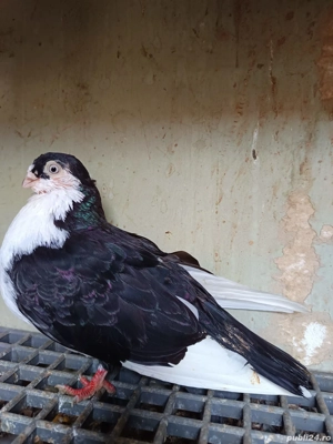 porumbei Jucatori de Galati - imagine 3