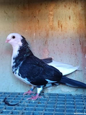 porumbei Jucatori de Galati - imagine 2