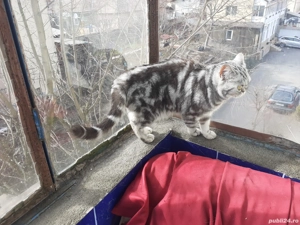 Pui british short hair silver tabby top  - imagine 5 Pui british short hair silver tabby top  - imagine 5