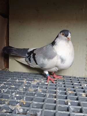 Porumbei Jucatori de Galati