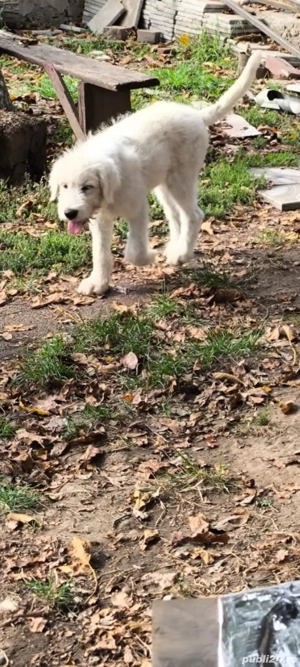 cateluse Ciobanesc de Bucovina - imagine 2 cateluse Ciobanesc de Bucovina - imagine 2