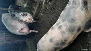 vând porci  - imagine 3