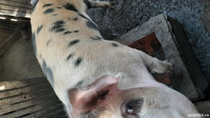 vând porci  - imagine 2