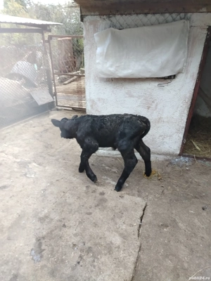 Vitel angust - imagine 2