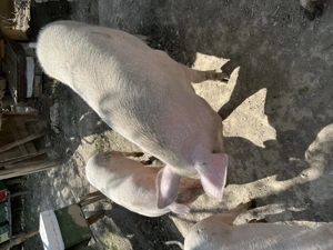 Vând porci în comuna pui