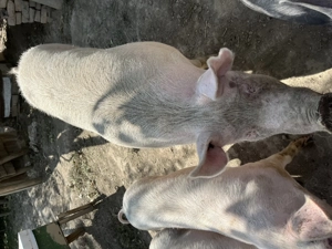 Vând porci în comuna pui - imagine 2