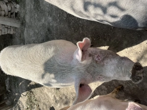 Vând porci în comuna pui - imagine 3