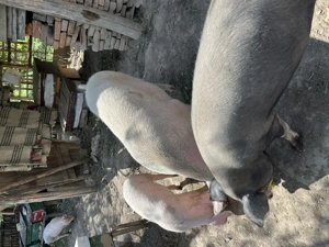 Vând porci în comuna pui - imagine 4