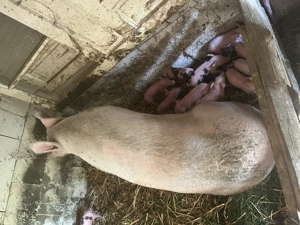 Vând scroafă cu purcei - imagine 2