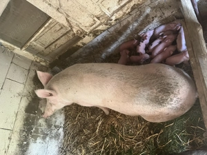 Vând scroafă cu purcei - imagine 3