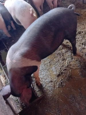 Vier de vanzare - imagine 5