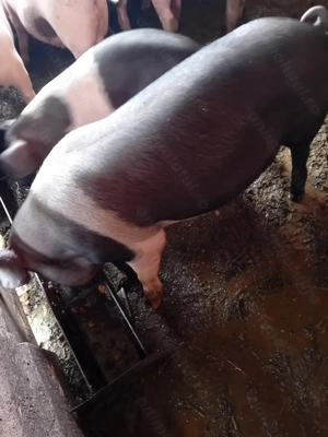 Vier de vanzare - imagine 2