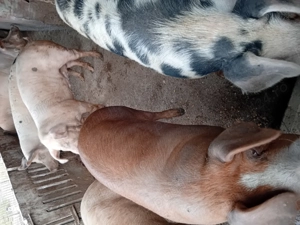 Vind porci rasă de carne 