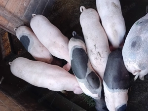 Porci de vânzare  - imagine 4 Porci de vânzare  - imagine 4