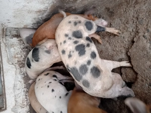 Vind porci rasă de carne  - imagine 2