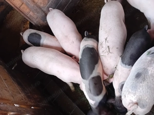 Porci de vânzare  - imagine 3 Porci de vânzare  - imagine 3