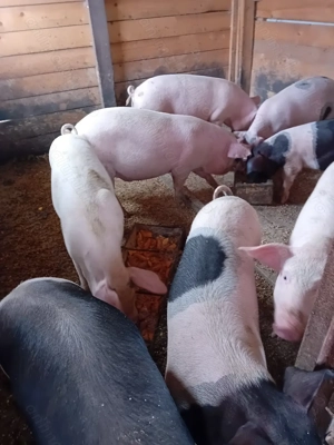 Porci de vânzare  - imagine 5 Porci de vânzare  - imagine 5