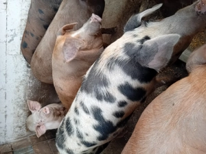 Vind porci rasă de carne 