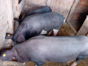 Porci de vânzare  - imagine 2 Porci de vânzare  - imagine 2