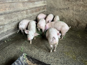 Purcei Pietrain de vânzare, 6 săptămâni!