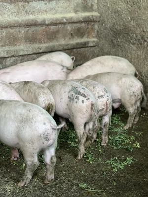 Purcei de vânzare 7 săptămâni!