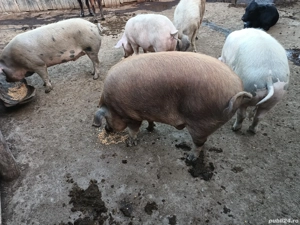 Porci de vânzare  - imagine 3 Porci de vânzare  - imagine 3